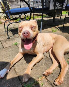 Lil Debbie -  Pit Bull Terrier Dog for Adoption in Richmond, Virginia - Lil Debbie | PetCurious