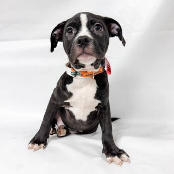 1076 (2026) Cordelia -  Pit Bull Terrier and Mixed Breed Dog for Adoption in Parker, Colorado - 1076 (2026) Cordelia | PetCurious