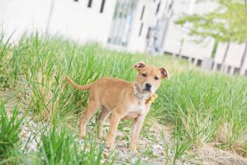 Labrador Retriever Dogs Available for Adoption in Salt Lake City, Utah - RuRue | PetCurious