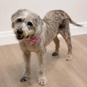 Panda -  Poodle and Maltese Dog for Adoption in Tampa, Florida - Panda | PetCurious