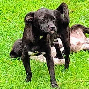 Rescue Collie and Pug Dogs for Adoption in Flintstone, Maryland - Buster | PetCurious