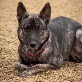 Rescue Dutch Shepherd Dogs for Adoption in Grinnell, Iowa - Kacchon | PetCurious