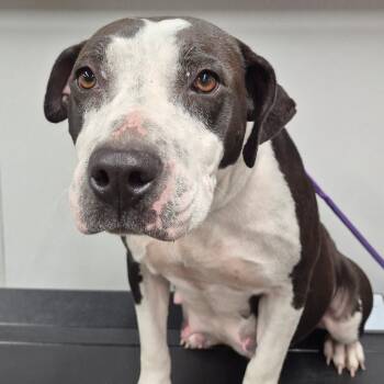 Rescue Terrier Dogs for Adoption in Tampa, Florida - Myrtle | PetCurious