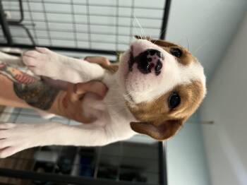 Colby -  Hound and Shepherd Dog for Adoption in San Antonio, Texas - Colby | PetCurious