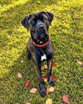 Avril -  Cane Corso Dog for Adoption in Skowhegan, Maine - Avril | PetCurious