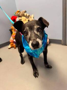 Naomi -  Terrier Dog for Adoption in Zanesville, Ohio - Naomi | PetCurious