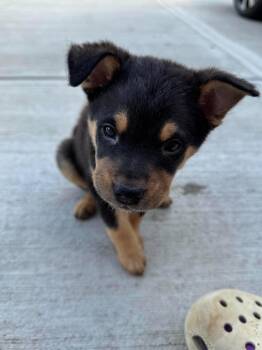 Chihuahua Dogs Available for Adoption in Holbrook, New York - MIGHTY CHASE | PetCurious