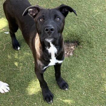 Touchstone - Butler Campus -  Mixed Breed Dog for Adoption in Flagstaff, Arizona - Touchstone - Butler Campus | PetCurious