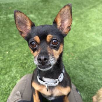 Gigi -  Chihuahua Dog for Adoption in Naperville, Illinois - Gigi | PetCurious