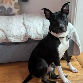 Avocado -  Terrier and Mixed Breed Dog for Adoption in Oak Park, Illinois - Avocado | PetCurious