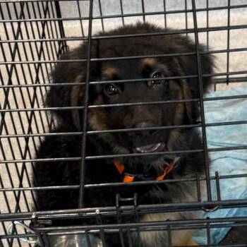 Ollie 22764 -  Shepherd and Mixed Breed Dog for Adoption in Cumming, Georgia - Ollie 22764 | PetCurious
