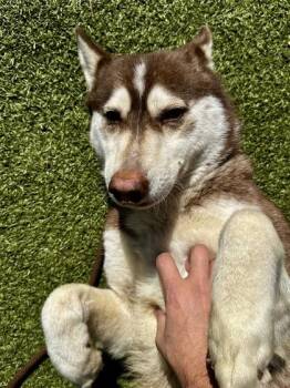 Mixed Breed Dogs Available for Adoption - Nova | PetCurious