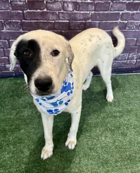 Rescue Pointer and Labrador Retriever Dogs for Adoption in Mooresville, North Carolina - Snoopy | PetCurious