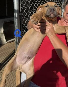 Maya -  "Q"   Cardamon -  Retriever and Rhodesian Ridgeback Dog for Adoption in Bonita, California - Maya -  "Q"   Cardamon | PetCurious
