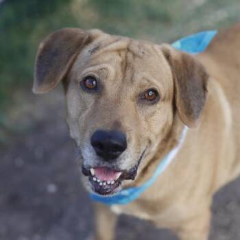 WERO -  Labrador Retriever Dog for Adoption in San Antonio, Texas - WERO | PetCurious