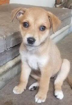 Shepherd and Australian Cattle Dog Blue Heeler Dogs Available for Adoption in Winter Park, Colorado - Bambi | PetCurious