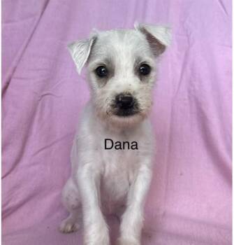 Terrier Dogs Available for Adoption in Larkfield-wikiup, California - Dana | PetCurious