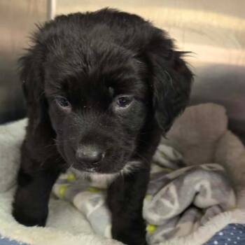 Cathy Sally BIC AZ/Coco PDR -  Mixed Breed Dog for Adoption in Las Vegas, Nevada - Cathy Sally BIC AZ/Coco PDR | PetCurious