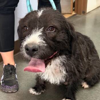 Canela -  Terrier and Border Collie Dog for Adoption in Idaho Falls, Idaho - Canela | PetCurious