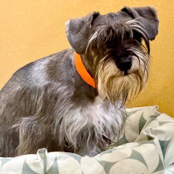 Benji - Missouri (AG26-48) -  Miniature Schnauzer Dog for Adoption in Peyton, Colorado - Benji - Missouri (AG26-48) | PetCurious