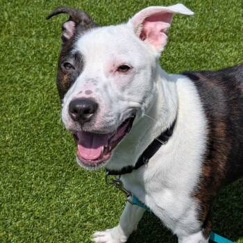 Tyme -  Mixed Breed Dog for Adoption in Pittsburgh, Pennsylvania - Tyme | PetCurious
