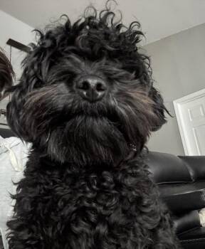 Burt -  Poodle Dog for Adoption in Brownstown, Indiana - Burt | PetCurious