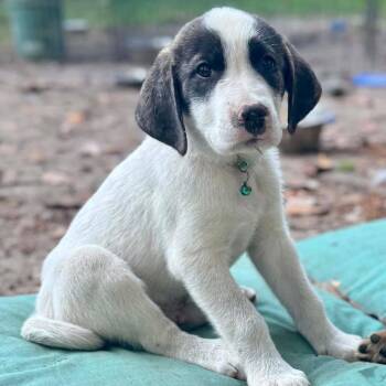 Great Pyrenees Dogs Available for Adoption in Grand Bay, Alabama - Crew | PetCurious