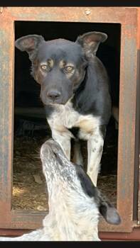 Tammy -  Australian Cattle Dog Blue Heeler Dog for Adoption - Tammy | PetCurious