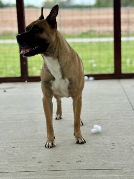 Mixed Breed Dogs Available for Adoption in Franklin, Kentucky - Marmaduke | PetCurious