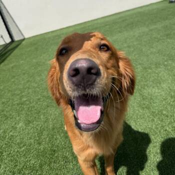 Shandy 4470 -  Golden Retriever and None Dog for Adoption in Loxahatchee Groves, Florida - Shandy 4470 | PetCurious