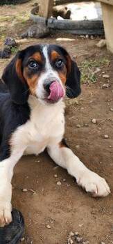 RIVER 236-26 -  Australian Shepherd and Beagle Dog for Adoption in Cambridge, Ohio - RIVER 236-26 | PetCurious