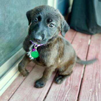 Phase 10 -  Mixed Breed Dog for Adoption in Buffalo, Minnesota - Phase 10 | PetCurious