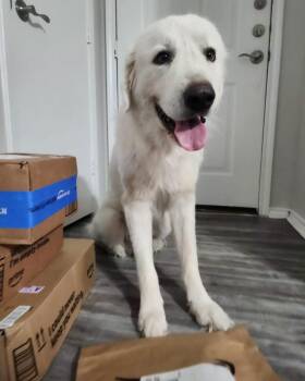 Henry -  Great Pyrenees Dog for Adoption - Henry | PetCurious
