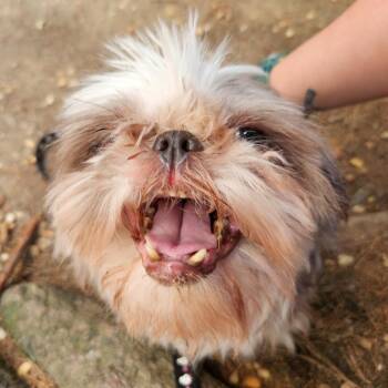 Layla -  Mixed Breed Dog for Adoption in Philadelphia, Pennsylvania - Layla | PetCurious
