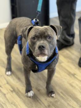 Rescue Pit Bull Terrier Dogs for Adoption in Sonora, California - Marley | PetCurious