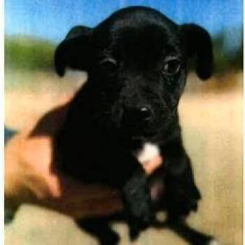 Chihuahua Dogs Available for Adoption in Hawthorne, California - Caroline | PetCurious