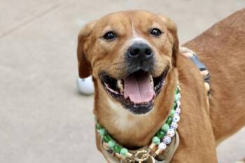 Mixed Breed Dogs Available for Adoption - Coco | PetCurious