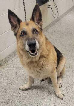 Ares -  German Shepherd Dog and Mixed Breed Dog for Adoption in Kansas City, Missouri - Ares | PetCurious