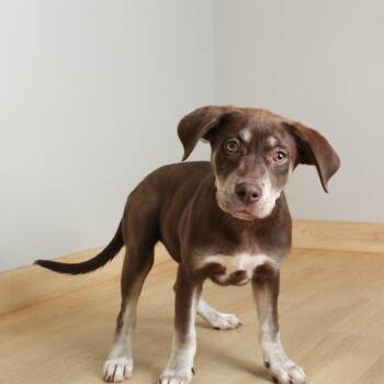 Chocolate Labrador Retriever and Terrier Dogs Available for Adoption in Minnetonka, Minnesota - Firefly D69300 | PetCurious