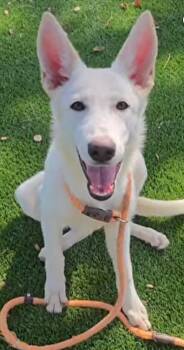 Rescue German Shepherd Dog Dogs for Adoption in Jefferson City, Missouri - Bri Coming To MO | PetCurious