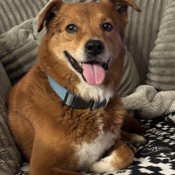 Shepherd Dogs Available for Adoption in Mico, Texas - Buddy | PetCurious