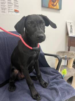 Chocolate -  Labrador Retriever Dog for Adoption in Cambridge, Maryland - Chocolate | PetCurious