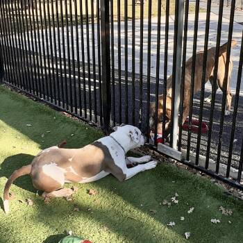 Rescue Pit Bull Terrier Dogs for Adoption in Pleasanton, California - Annie - ECAS | PetCurious