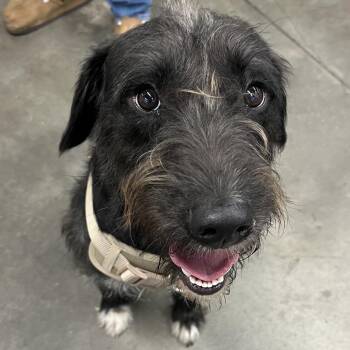 German Wirehaired Pointer Dogs Available for Adoption in Tampa, Florida - Scruff McDuff | PetCurious