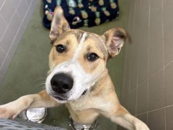 Chowder -  Shepherd and Mixed Breed Dog for Adoption in Woodbury, Minnesota - Chowder | PetCurious
