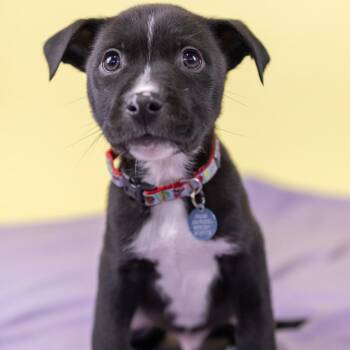 Mixed Breed Dogs Available for Adoption - Nolan | PetCurious