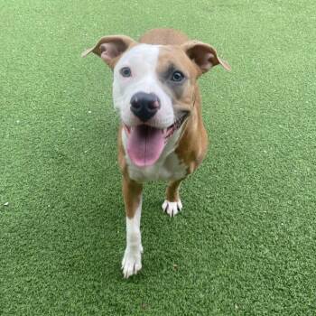 Hazel 5535 -  Mixed Breed Dog for Adoption in Loxahatchee Groves, Florida - Hazel 5535 | PetCurious