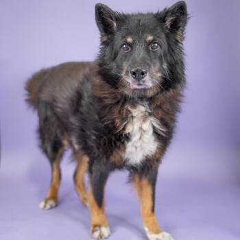 Harley -  Mixed Breed Dog for Adoption in Portland, Oregon - Harley | PetCurious