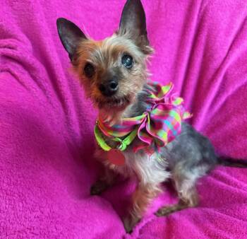 Yorkshire Terrier Dogs Available for Adoption - Princess  | PetCurious