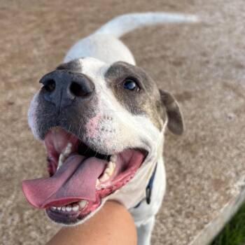 Pit Bull Terrier Dogs Available for Adoption - Apple Dumpling | PetCurious